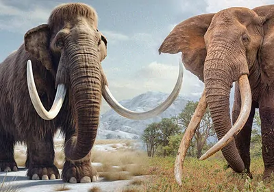 Photographic rendering of Woolly Mammoth and elephant with background elements merging together Photographic rendering of Woolly Mammoth and elephant with background elements merging together